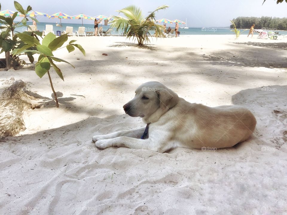 White labrador dog is laying on white sand beach 