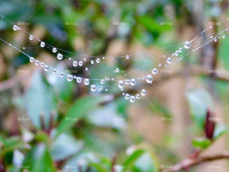 Nature’s pearl necklace