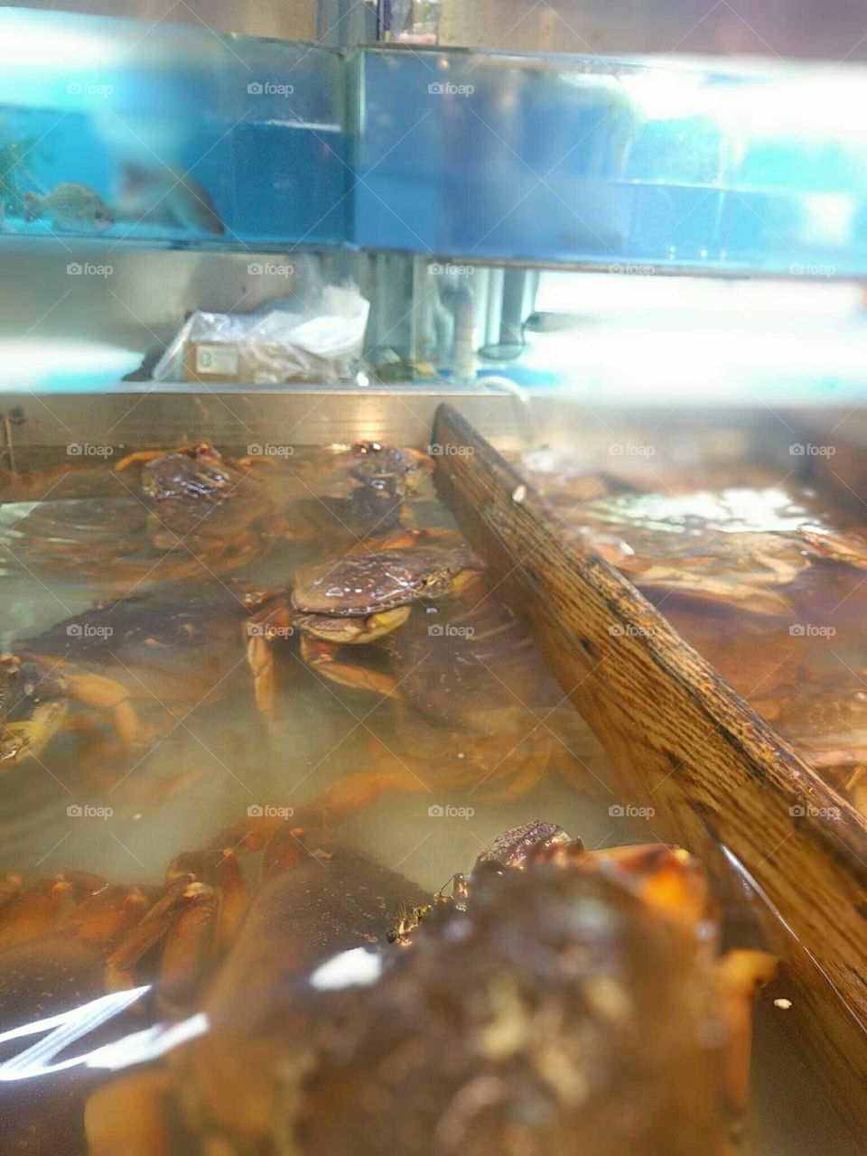 Crabs awaiting dinner time.