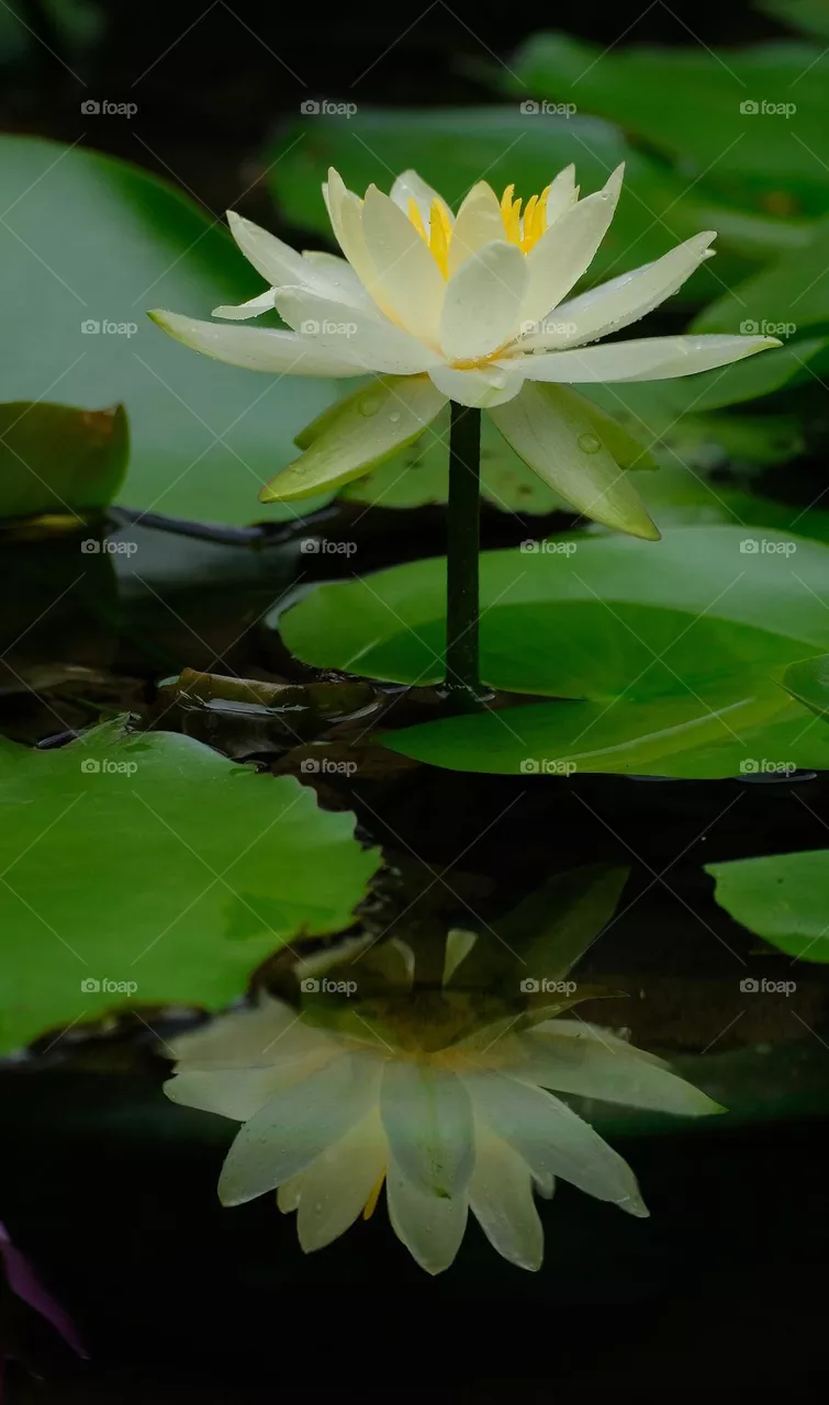 white flower