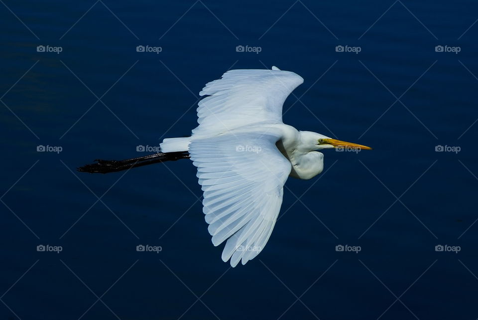 Heron in flight at a wetlands flying past over water