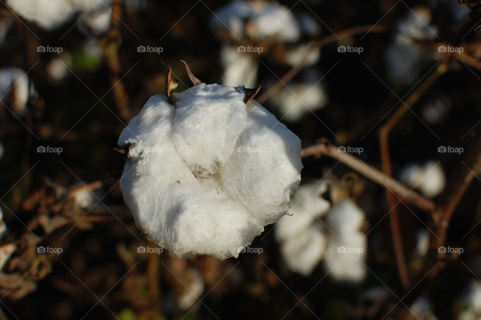 Cotton. Cotton 