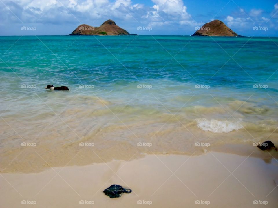 Hawaii Series. Dog Swimming