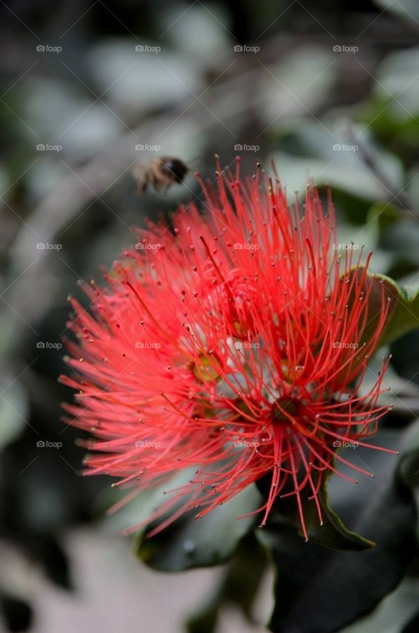 Red flower