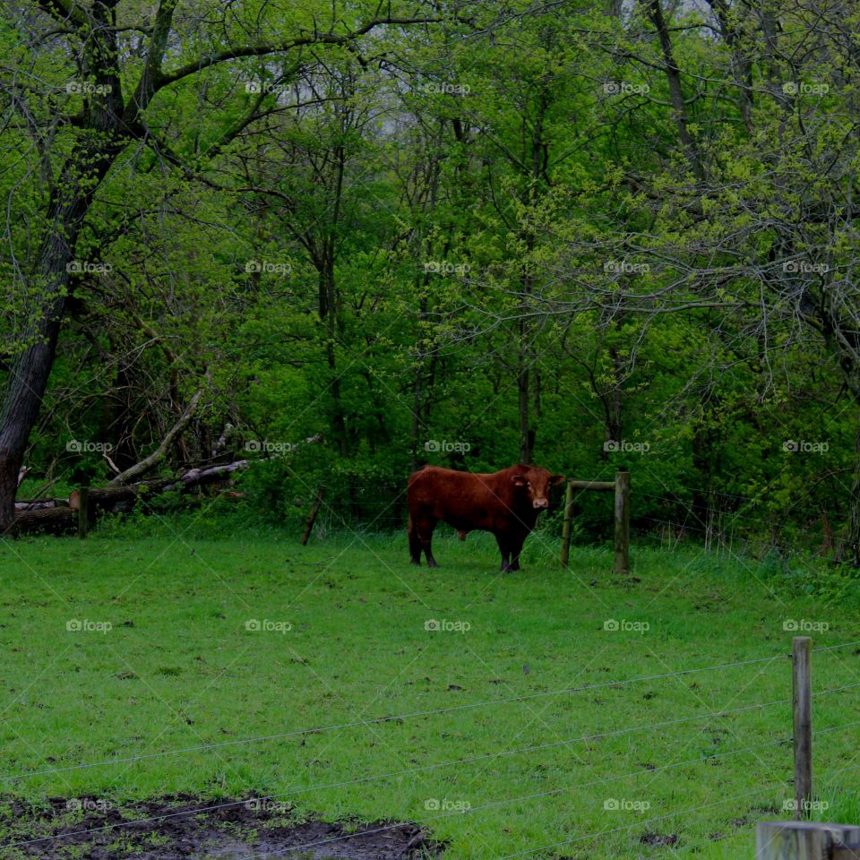 brown cow standing in green pasture surrounded by lush woods
