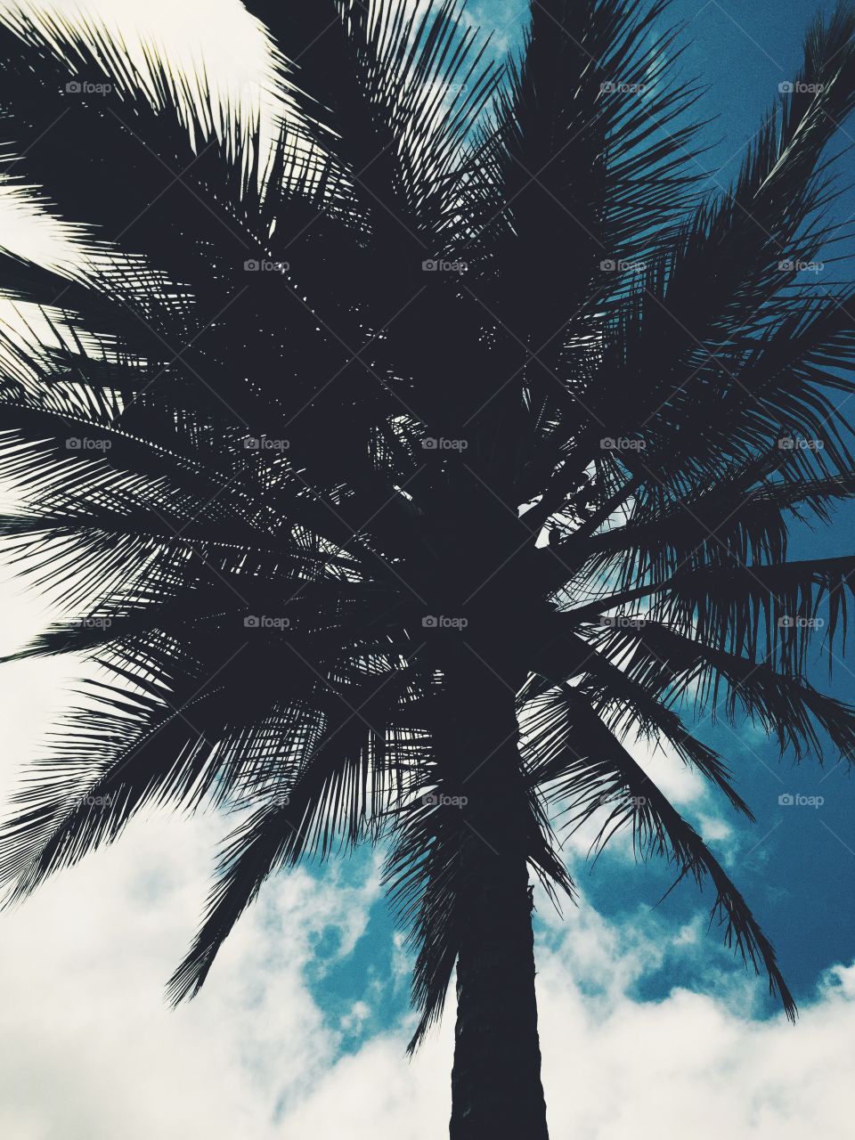 Hawaiian Palm 