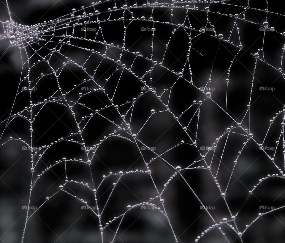 Cobwebs