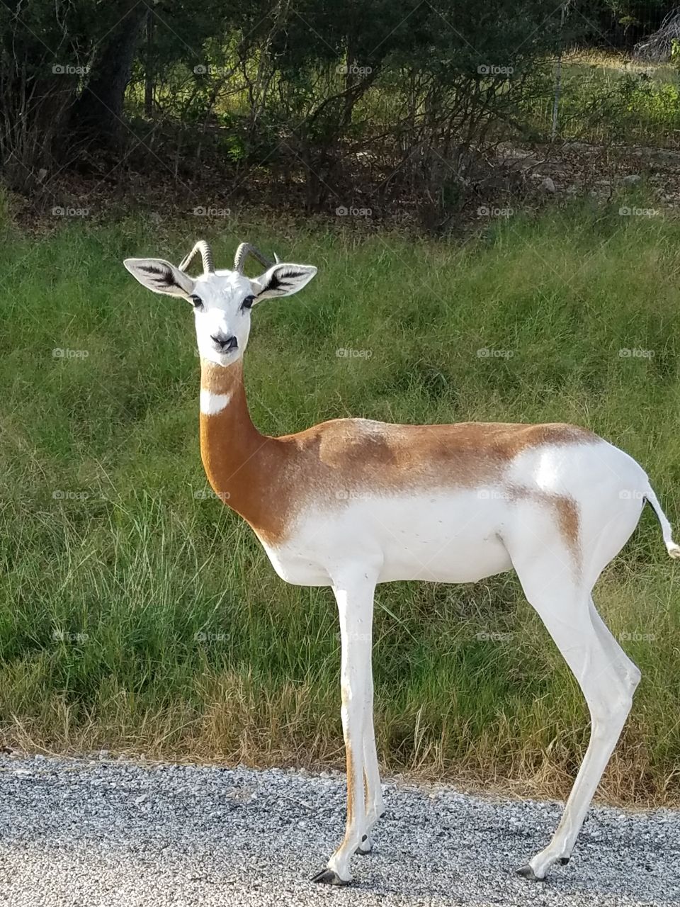 Wildlife ranch