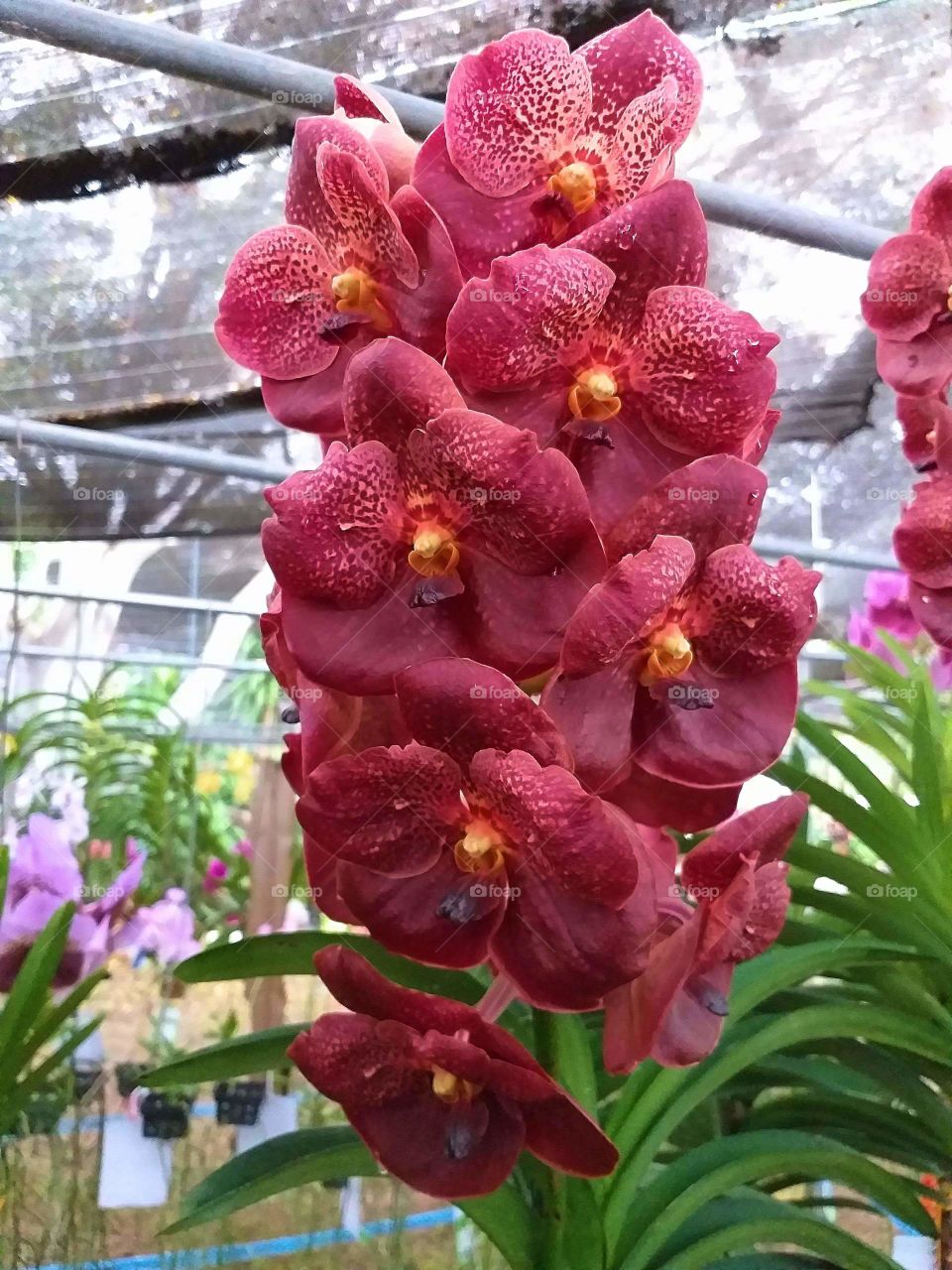 orchid. beautiful orchid. vanda