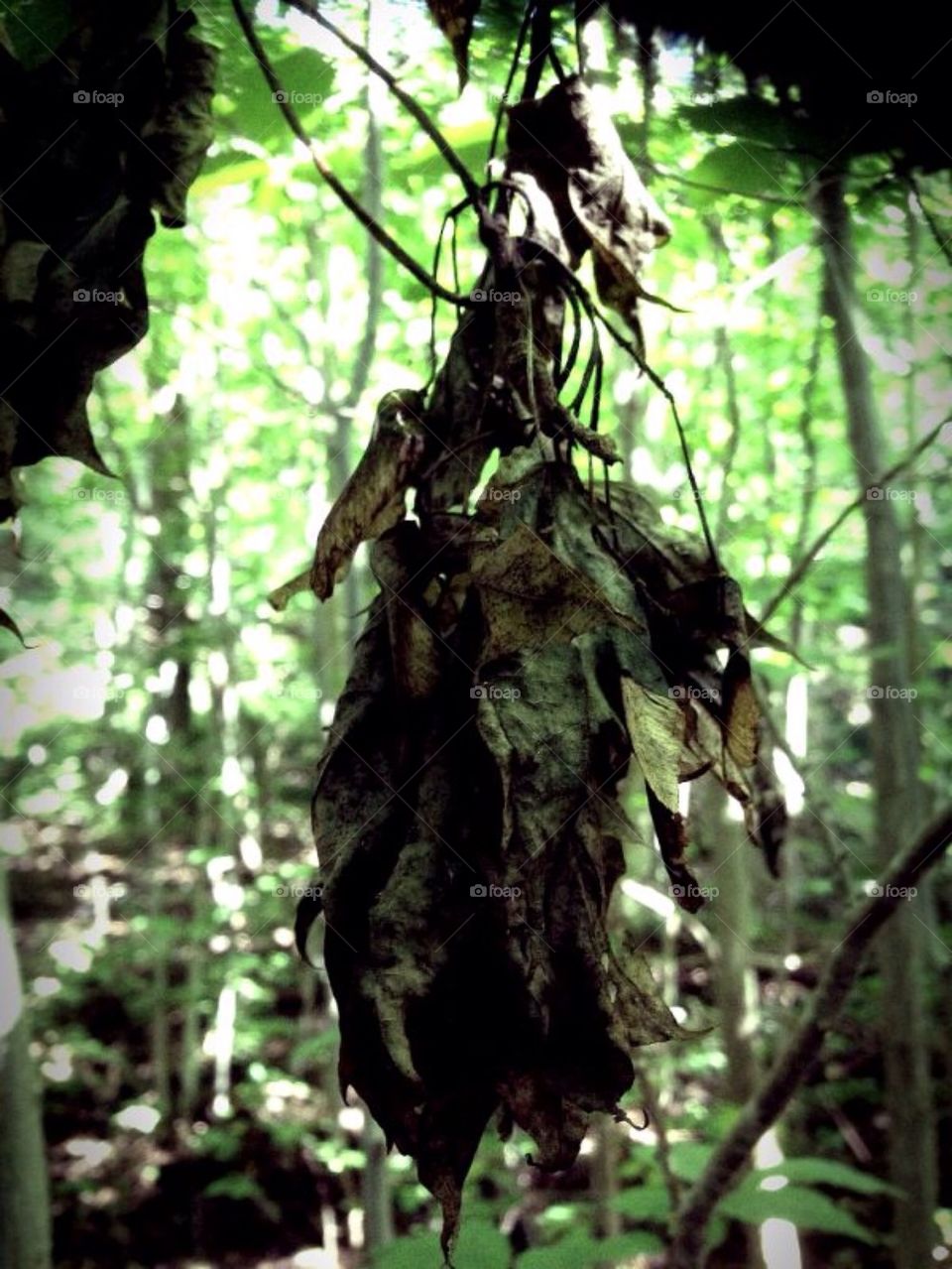 Leaf, Green, Nature, Sun, Forest, Tree, Death, Old, Color