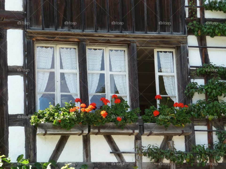 Windows of a farm house. Windows with flowers - seen in a small Swiss village.