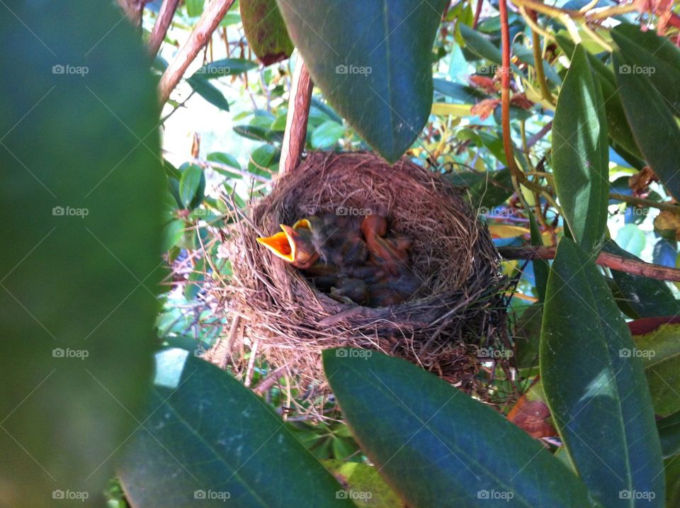 Baby robins in a nest
