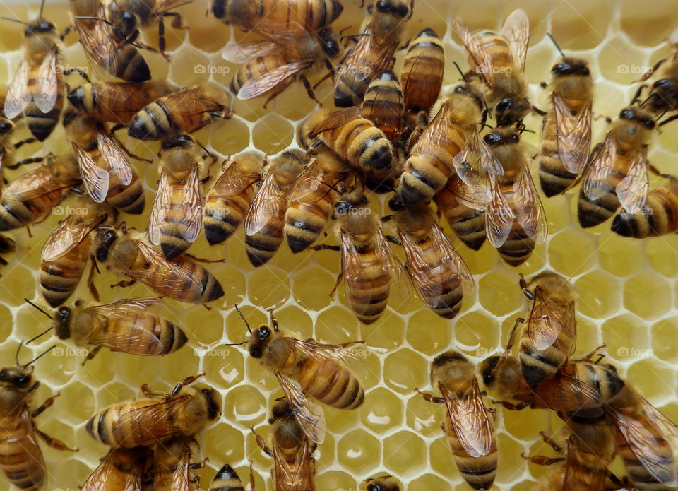 Closeup of honey bees working on filling wax honeycomb with nectar in their beehive