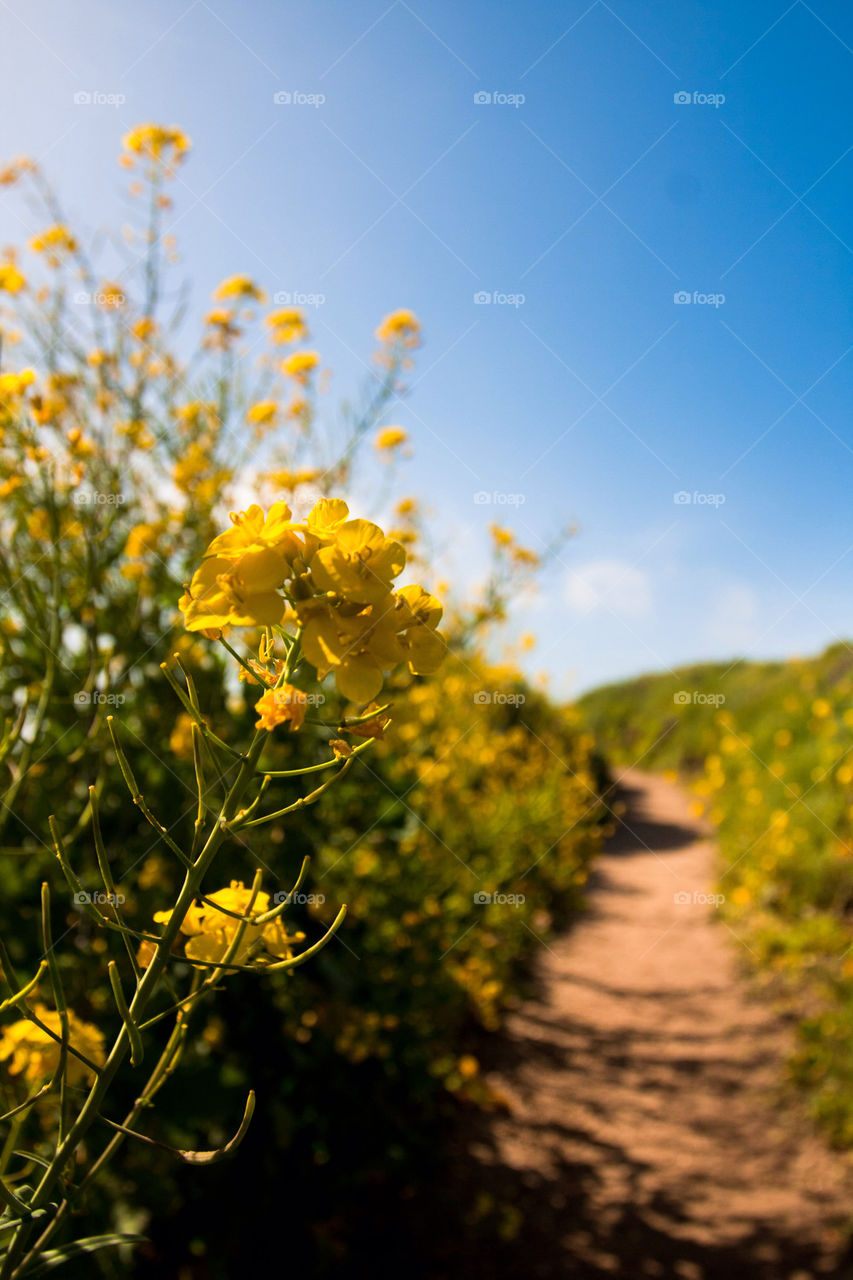 Wildflowers blooming