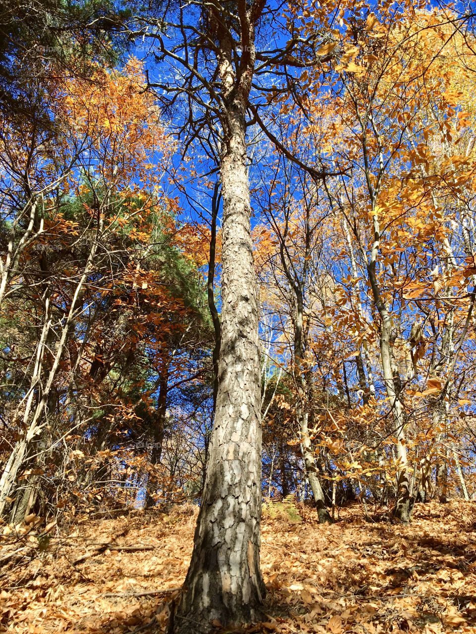 Scot pine in forest