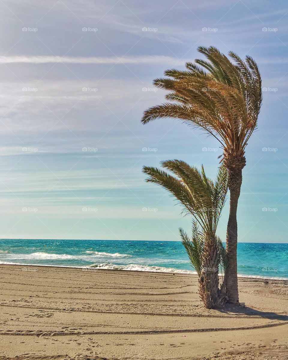 Palmtree on the beach