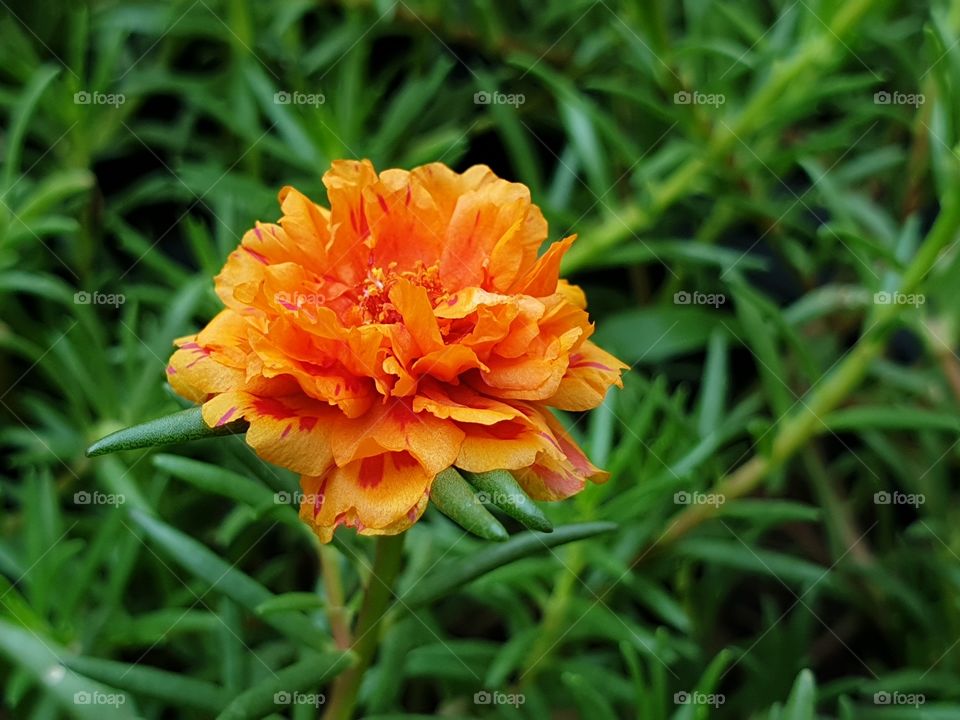 the Portulaca Grandiflora