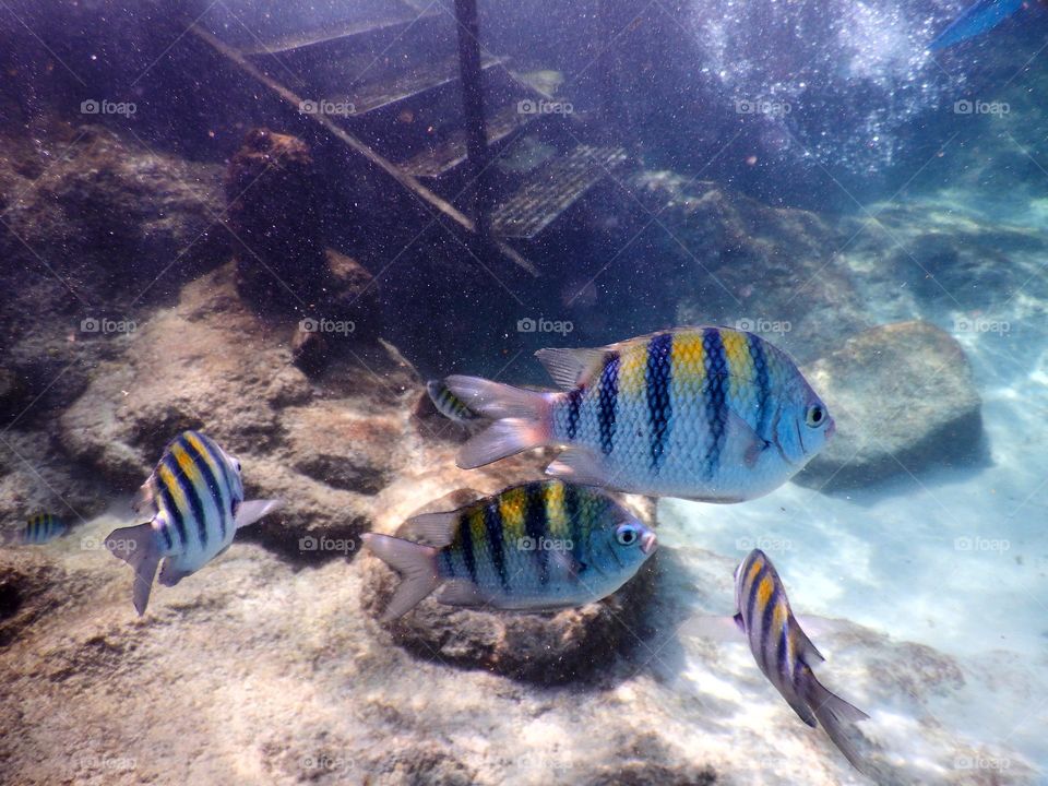 Ocean Fish Roatan Honduras