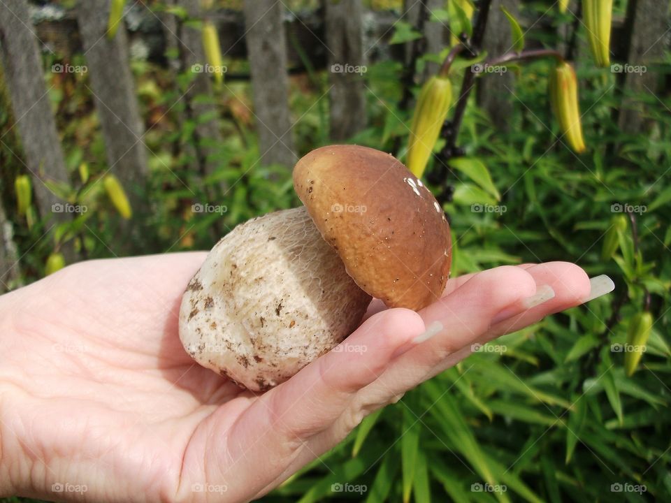 Small white mushroom in the woman's hand