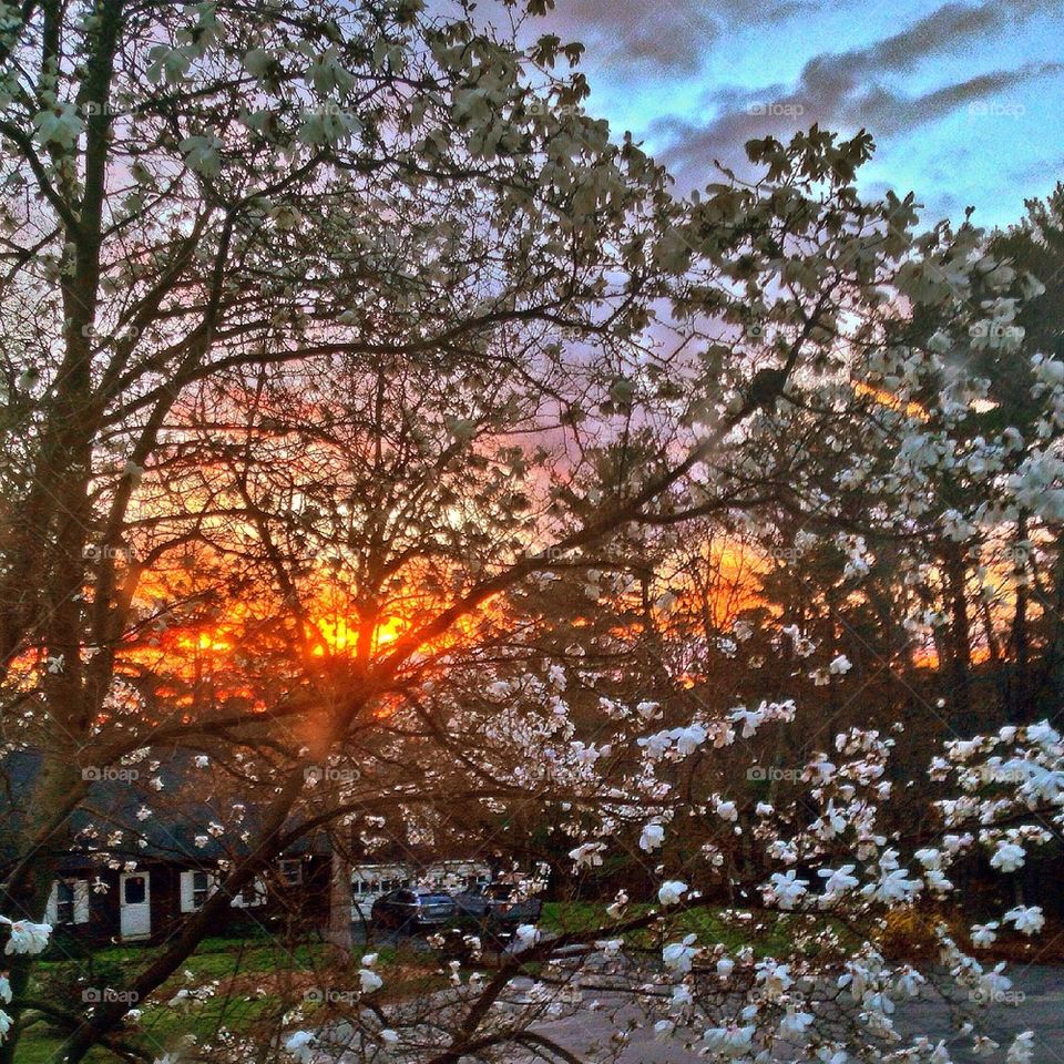 Sunset Magnolias