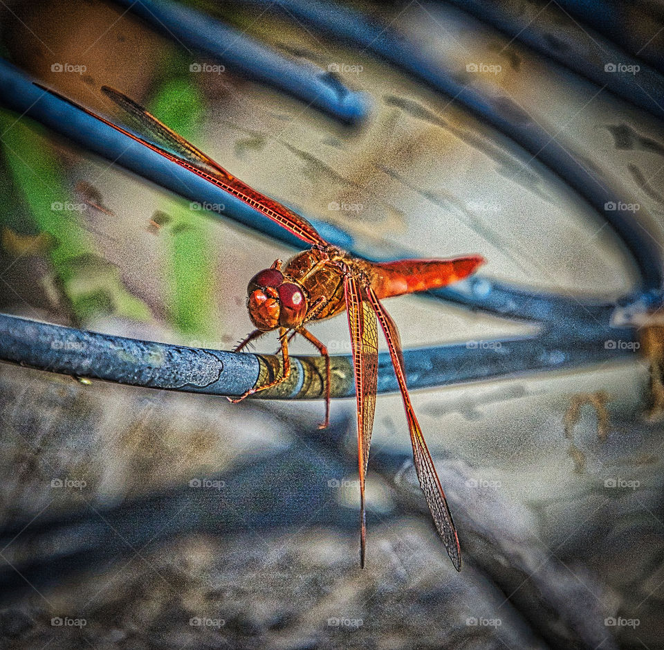 Red Dragonfly, Sacramento, CA