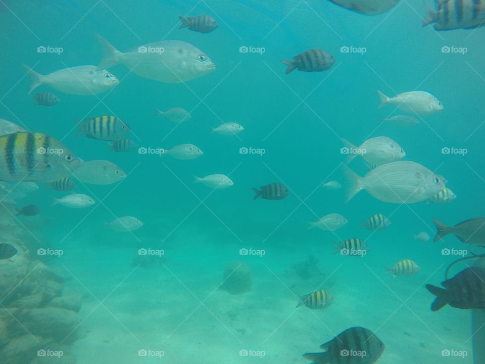 Fish on a reef in Mexico