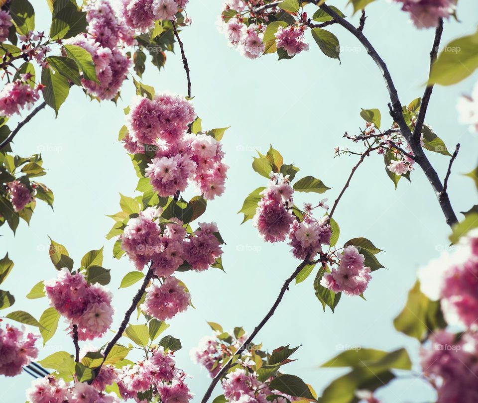 Medium Close Up Of Cherry Blossoms And Fresh Spring Leaves