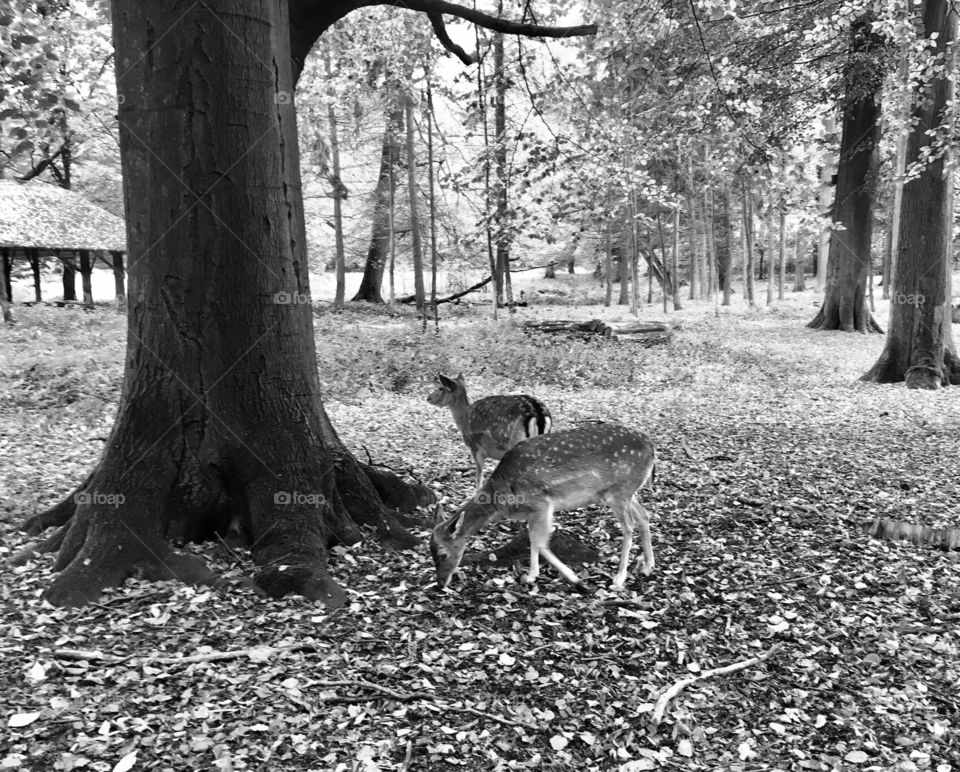 Forest at any time of year. Roe