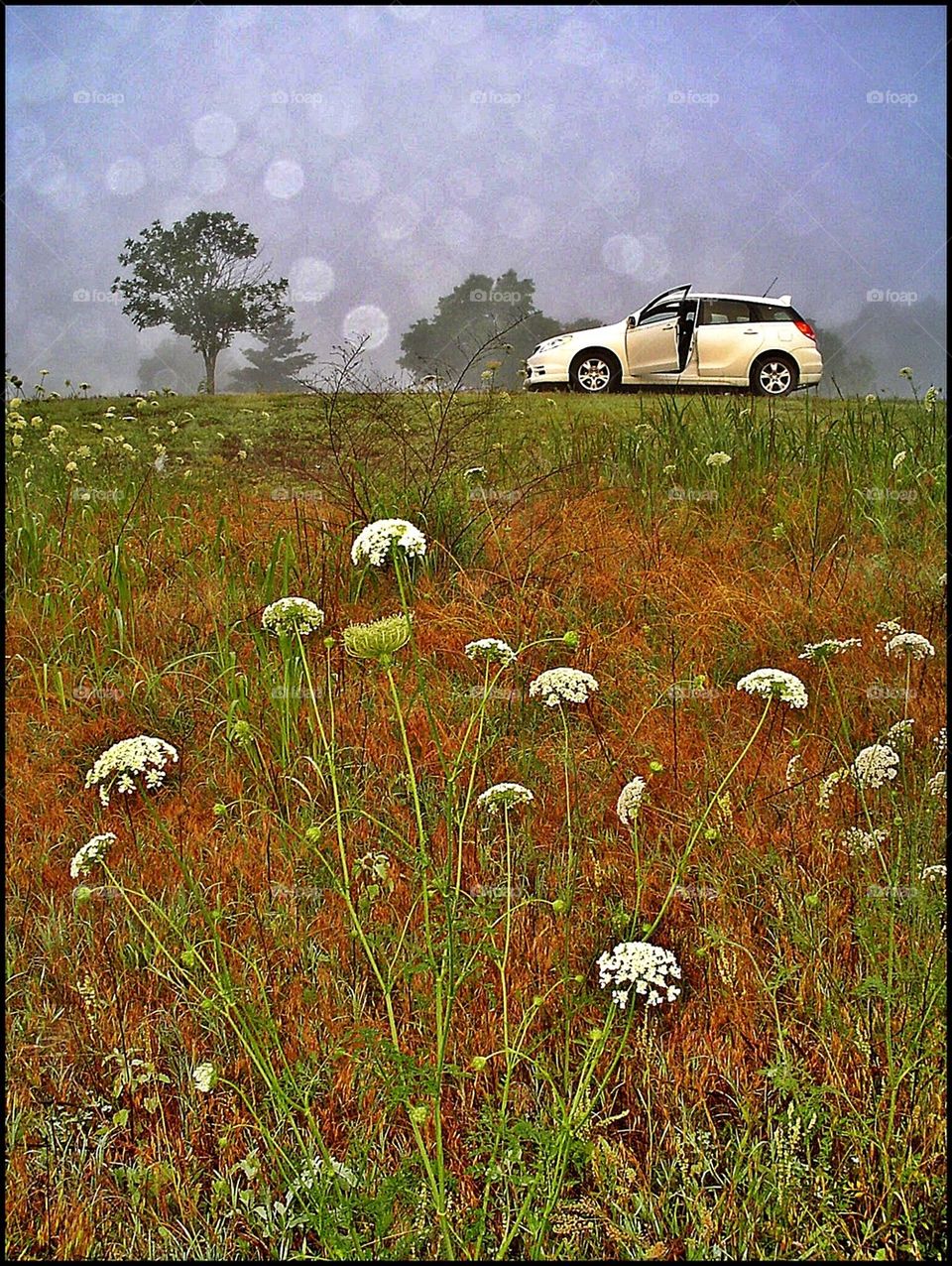 The car