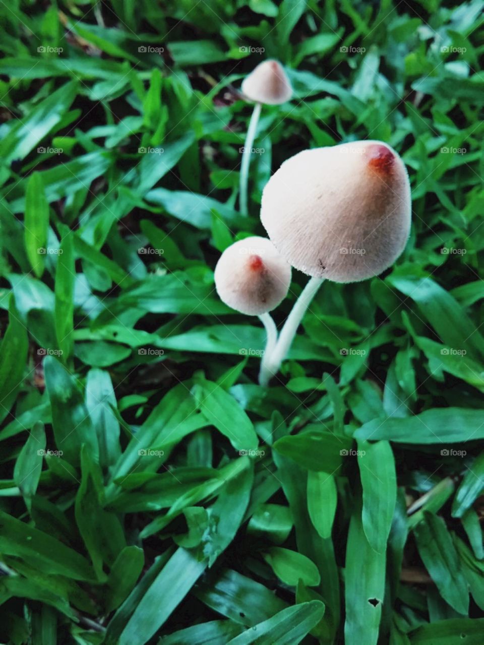 Sobrenatural familia de cogumelos