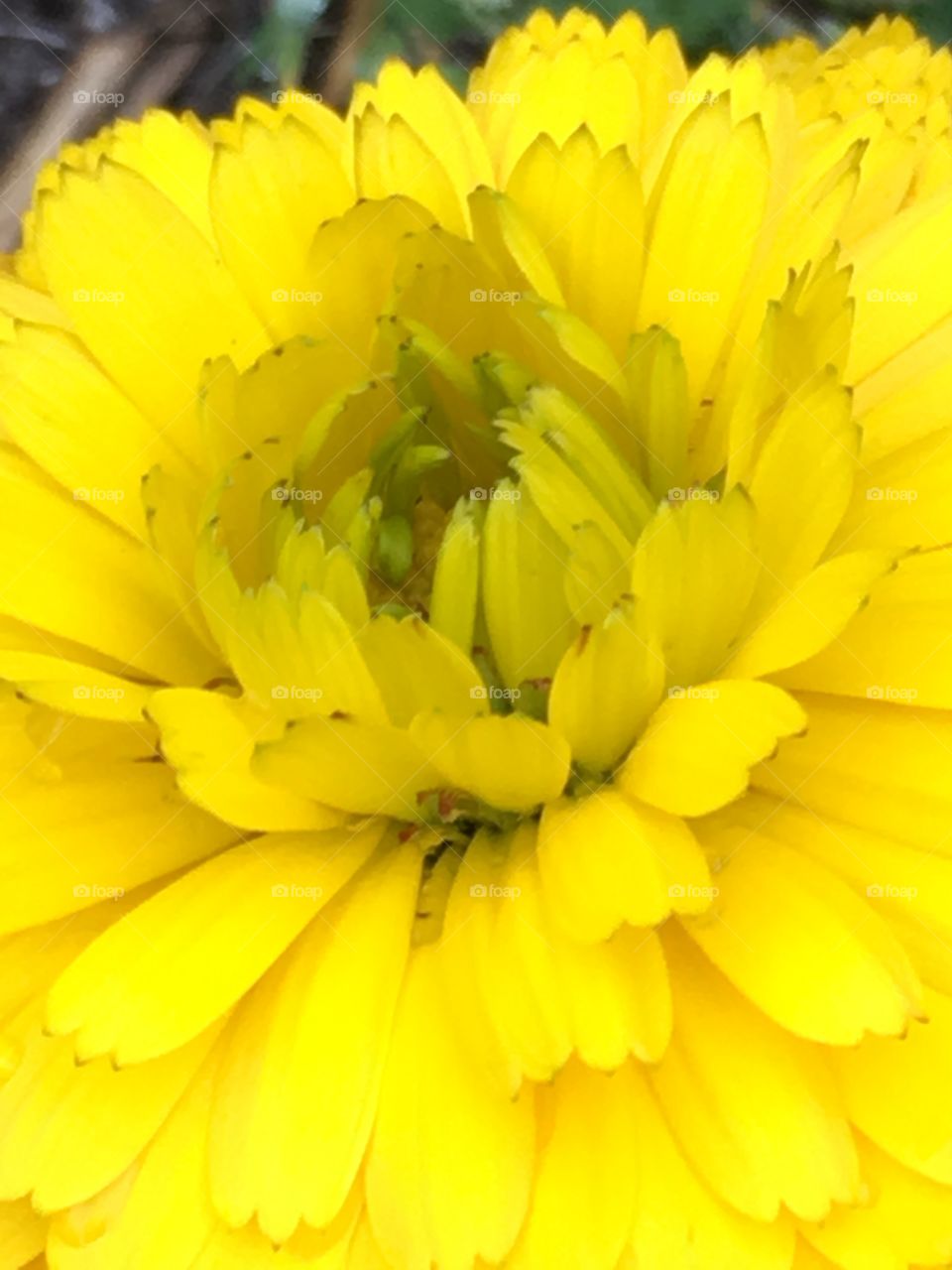 Yellow bloom 