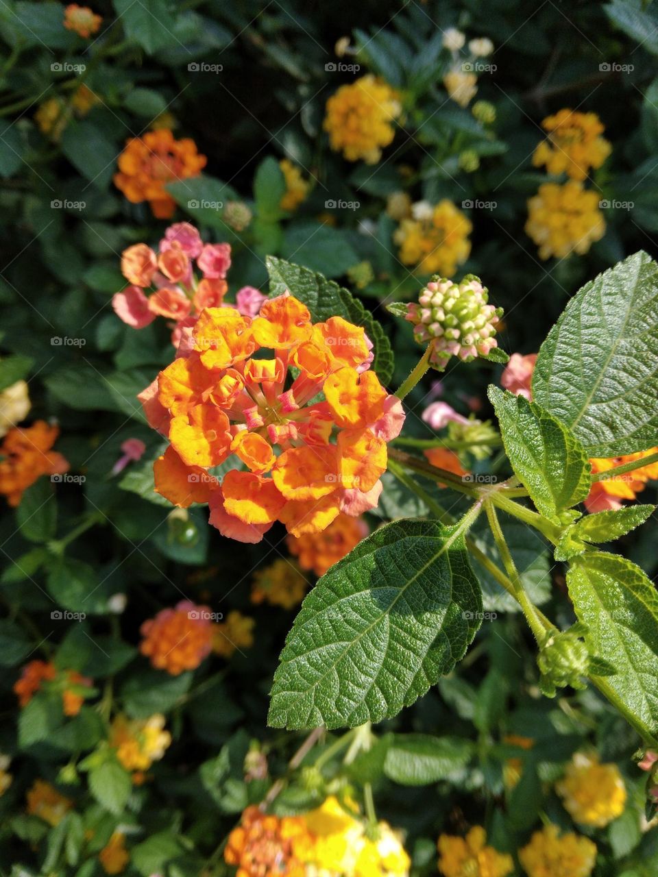 lantana camara