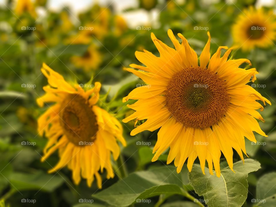 Sunflowers