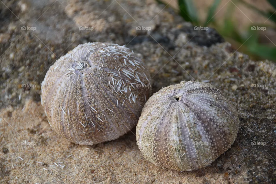 Sea urchin