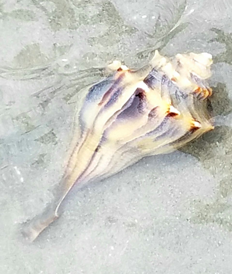 Whelming shell