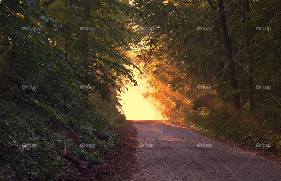 Beautiful forest natural landscape