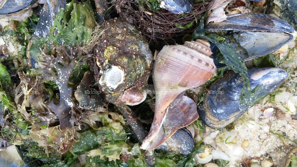 Shells & Seaweed