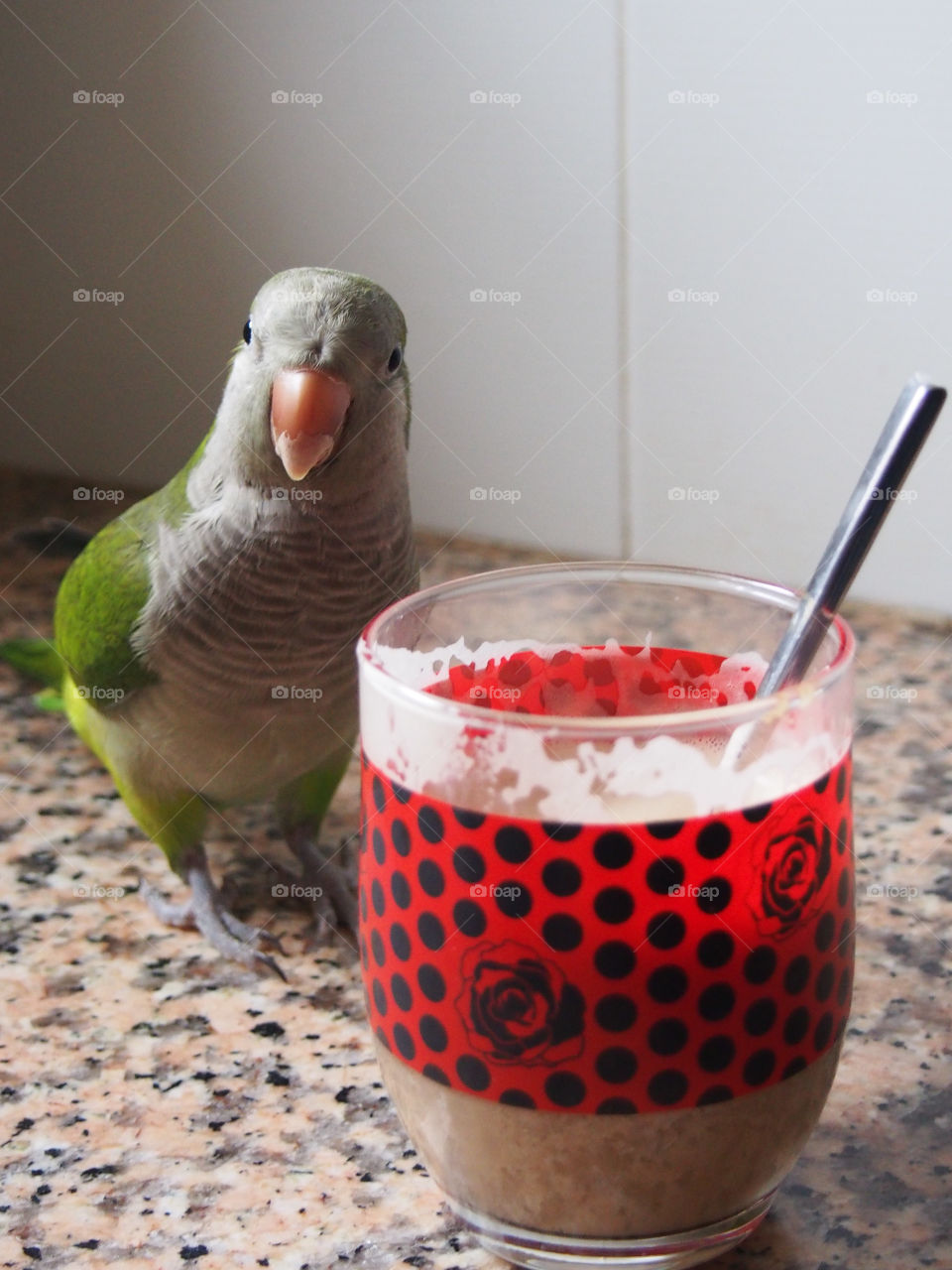 Close-up of parakeet with coffee