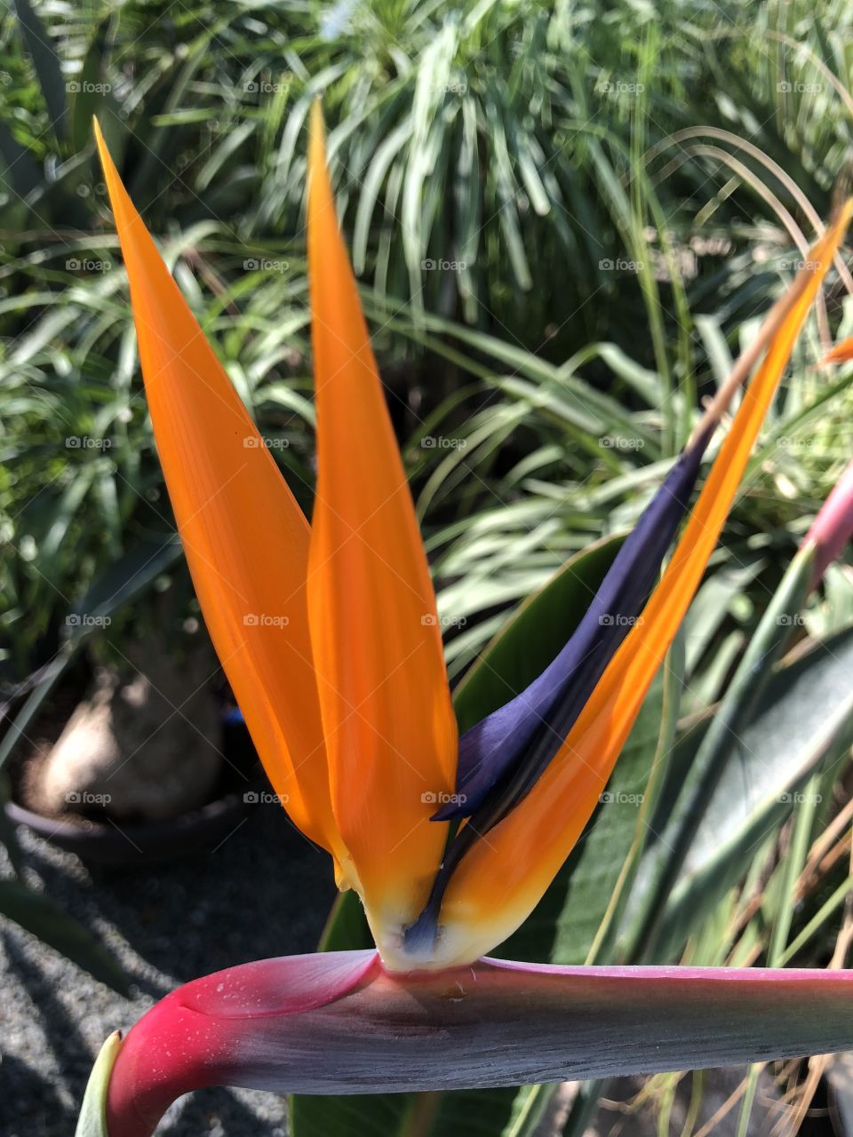 Bird of Paradise Flower.Strelitzia.