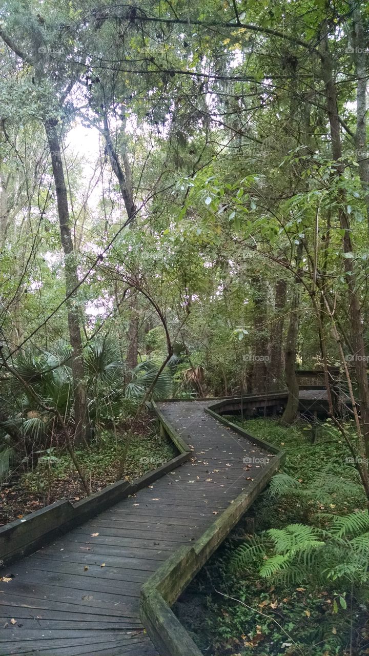 a walk in the jungle