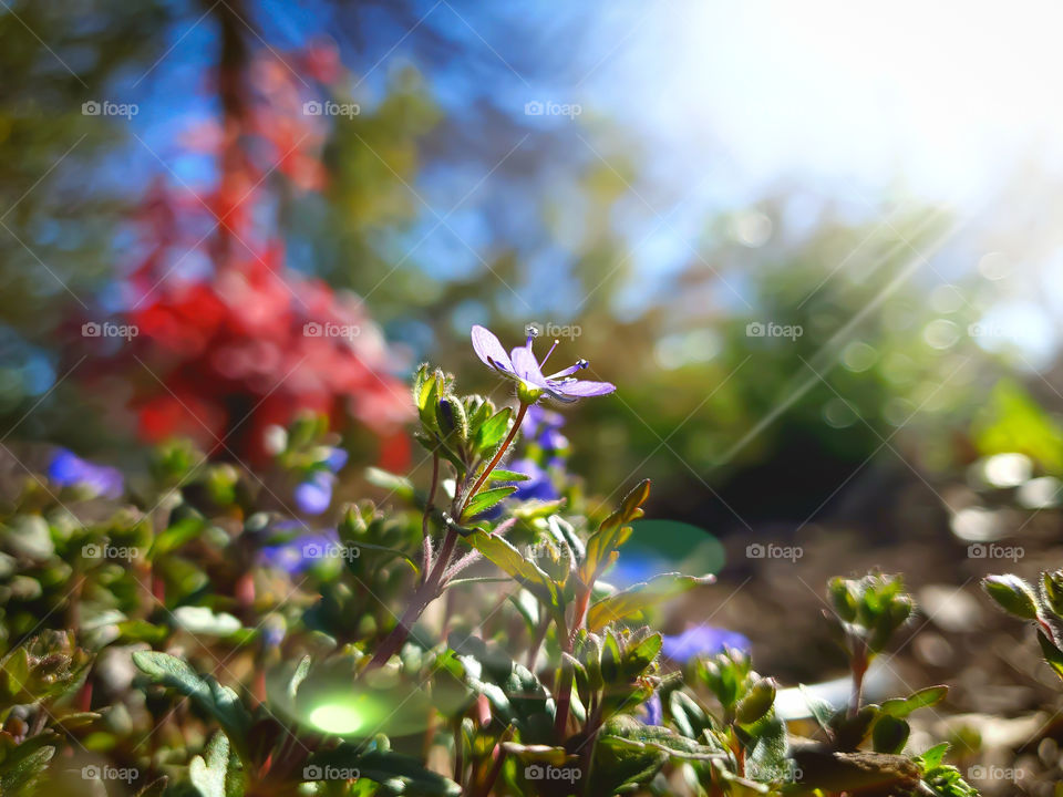 Speedwell flower illuminated by sunlight in a flowerbed