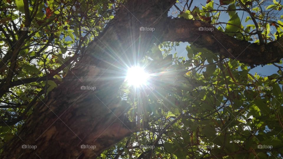 wonder what light escaping through tree branches and leafs is called