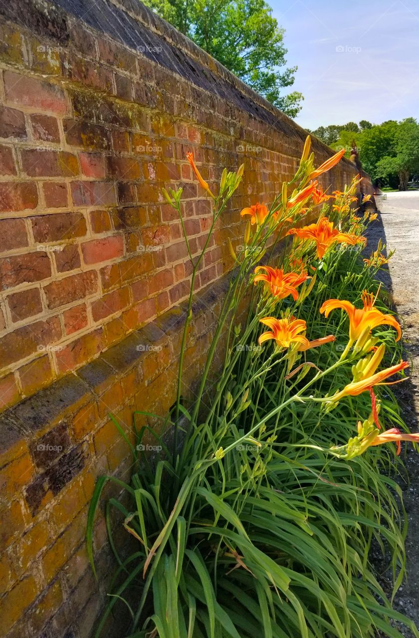 Tiger Lily wall