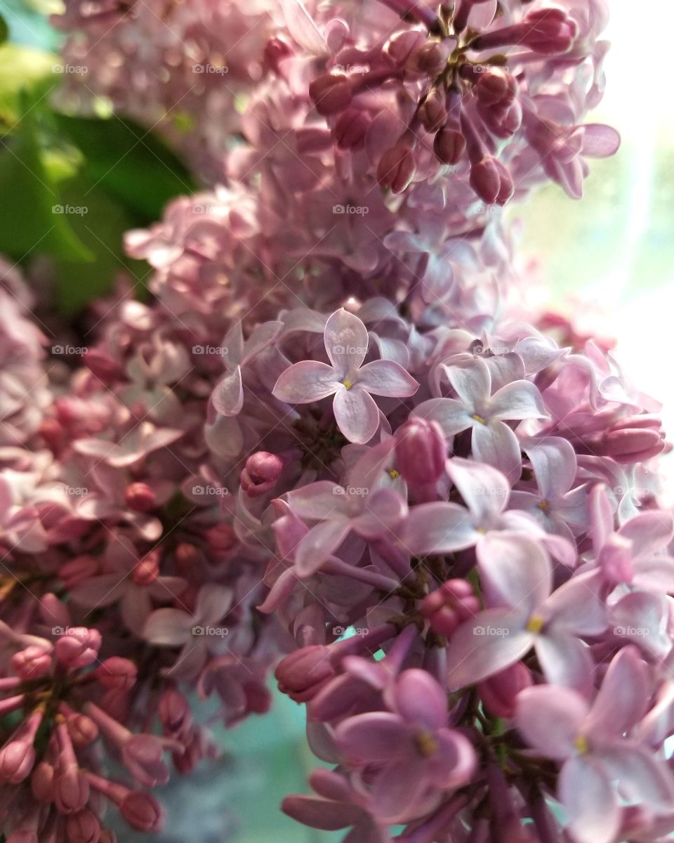 Fragrant Lilac