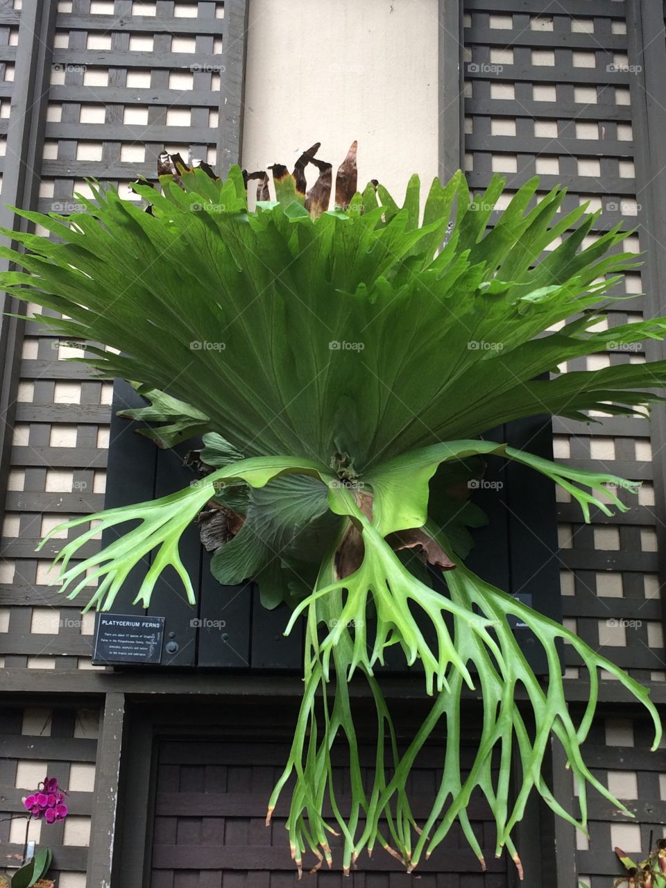 Vegan wall mount
(Or)
Neat plant