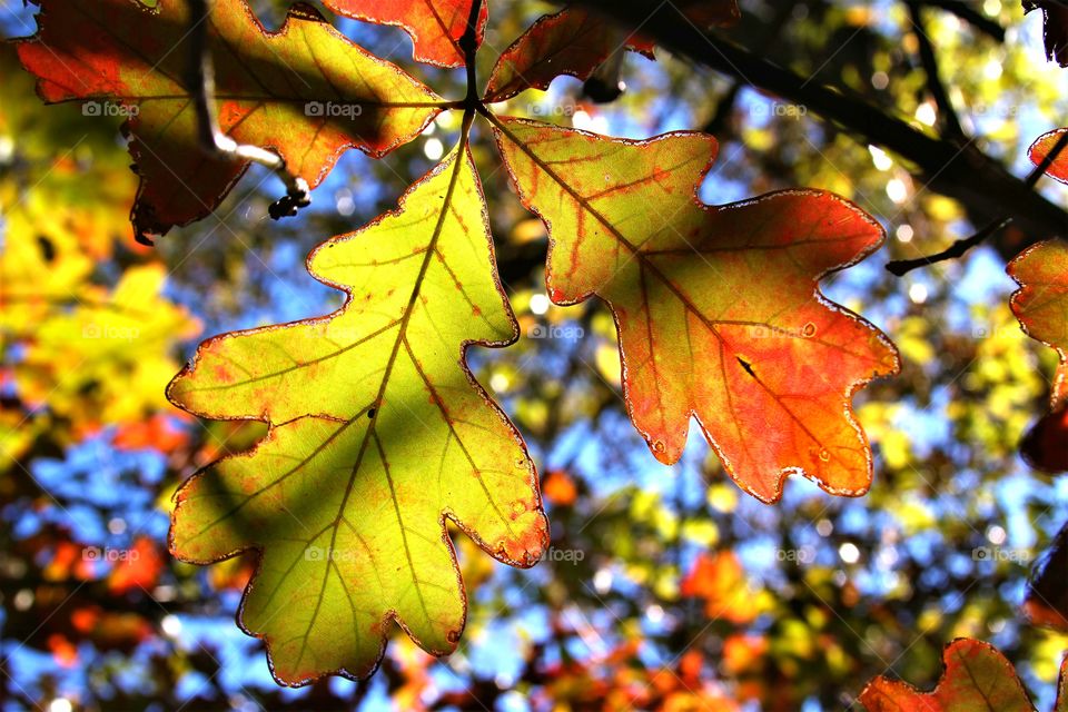 autumn leaves on tre