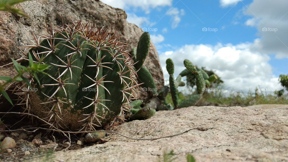 Cabeça de Frade Cactus