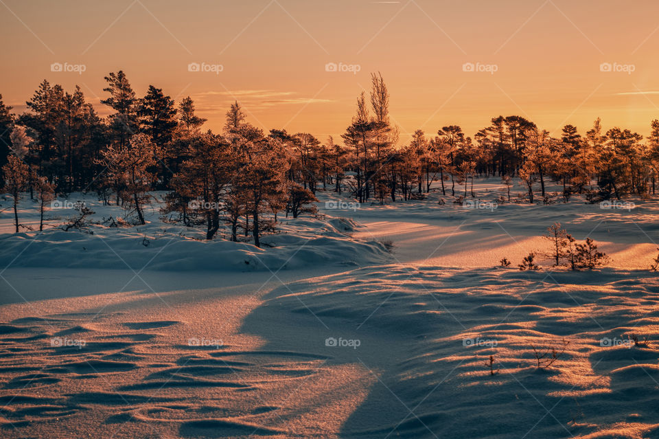 Silhouettes. Shadows. Snow. Winter.