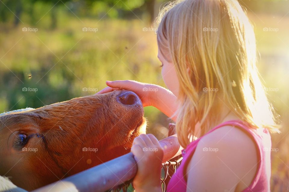 Girl and a bull. Girl talking to a bull