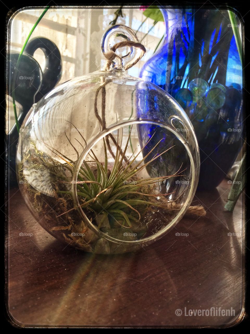 Air plant